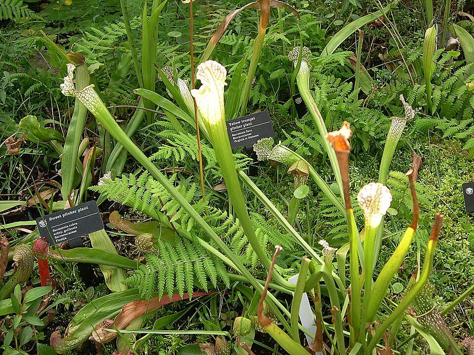Sarracenia leucophylla (white pitcher plant) (alternate view 8)