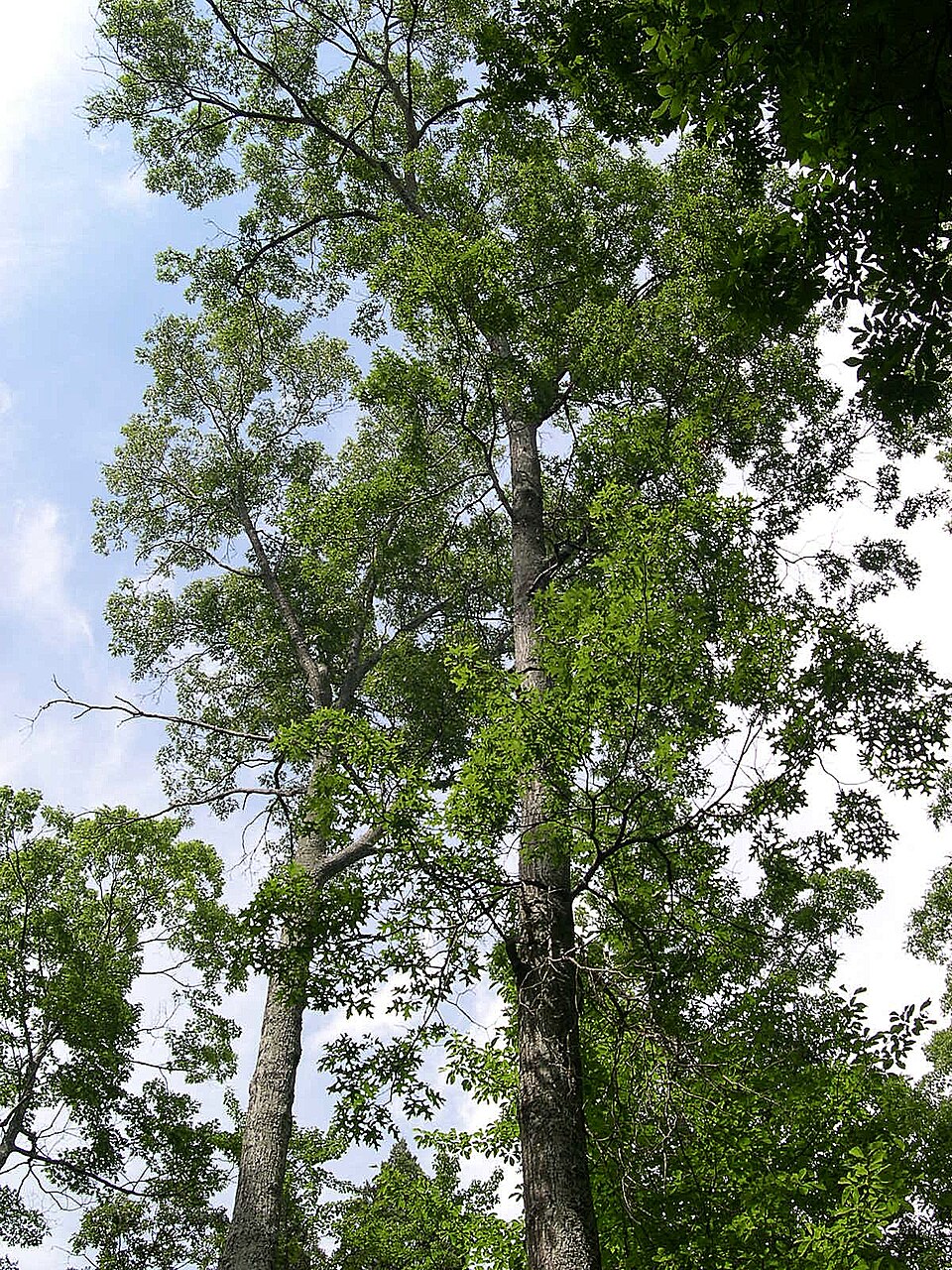 Quercus coccinea (scarlet oak) (alternate view 2)