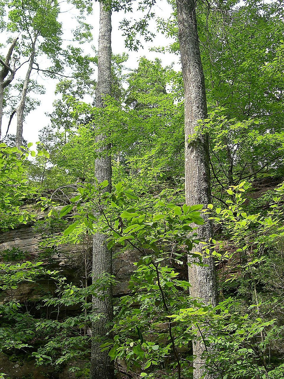 Quercus coccinea (scarlet oak) (alternate view 3)