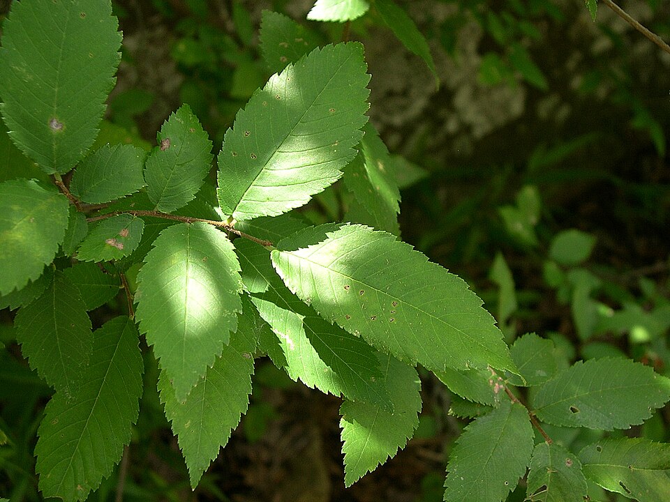 Ulmus alata (Winged Elm) (alternate view 8)