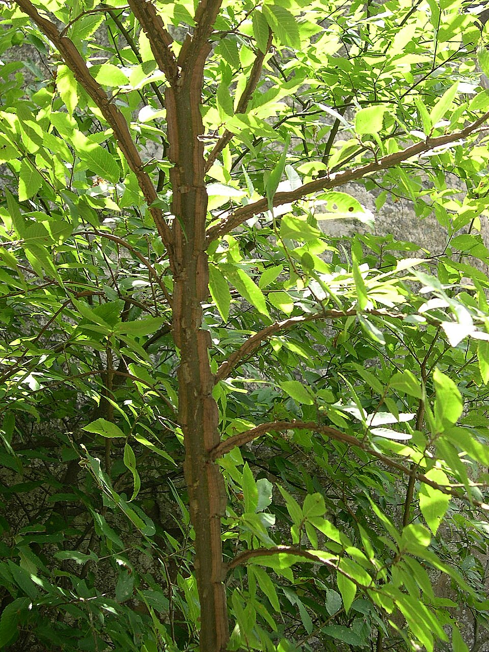 Ulmus alata (Winged Elm) (alternate view 9)