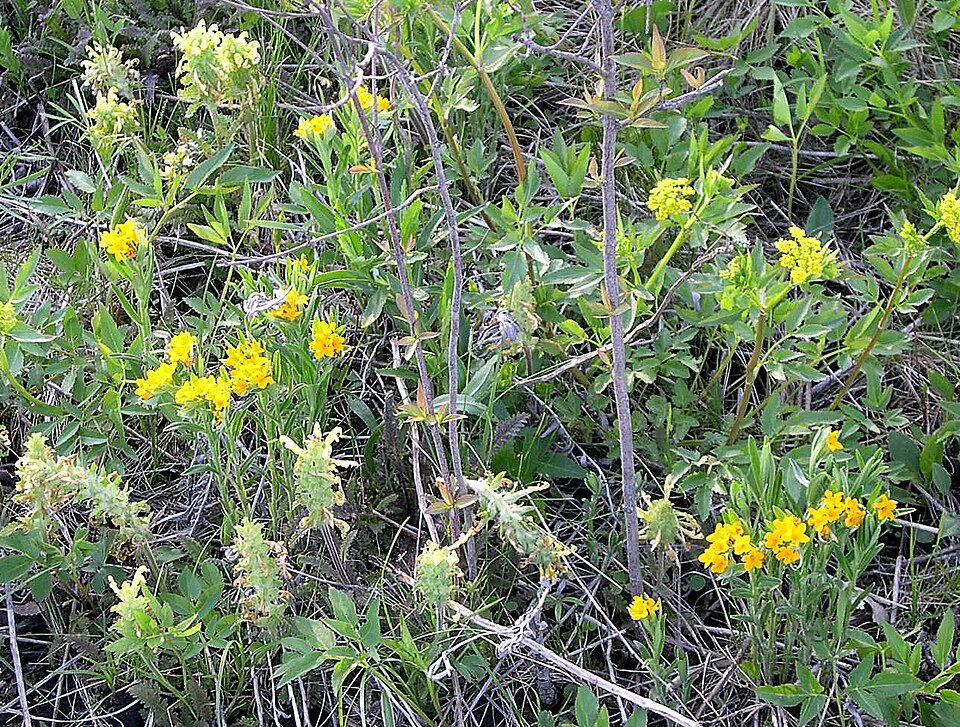Pedicularis canadensis (Canadian lousewort)