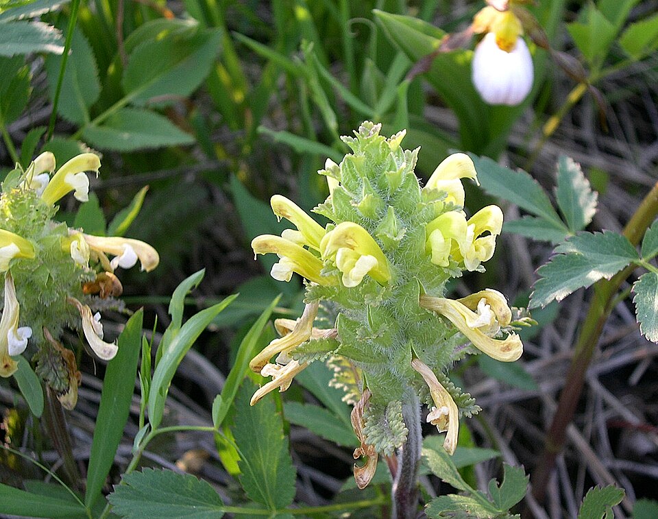 Pedicularis canadensis (Canadian lousewort)