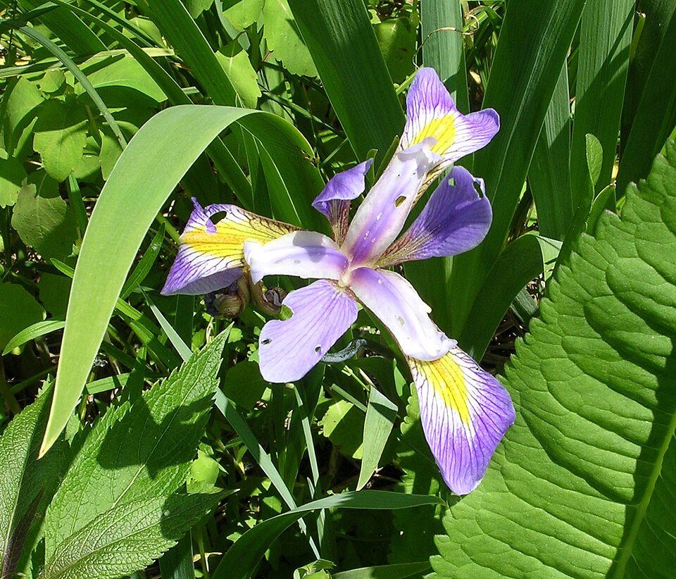 Iris virginica (Virginia Iris) (alternate view 9)