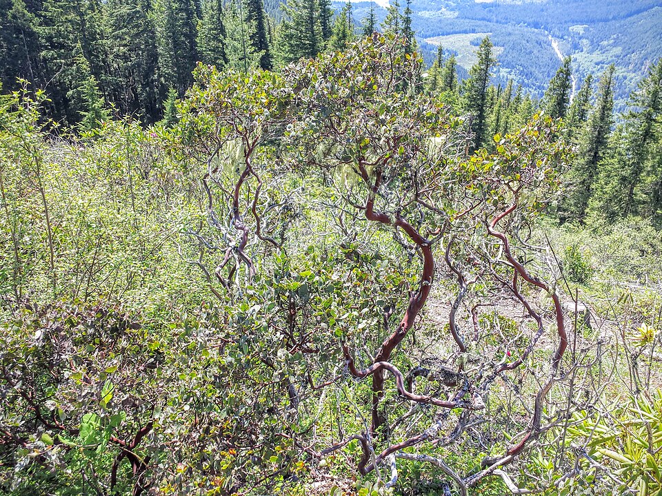 Arctostaphylos columbiana (hairy manzanita) (alternate view 8)