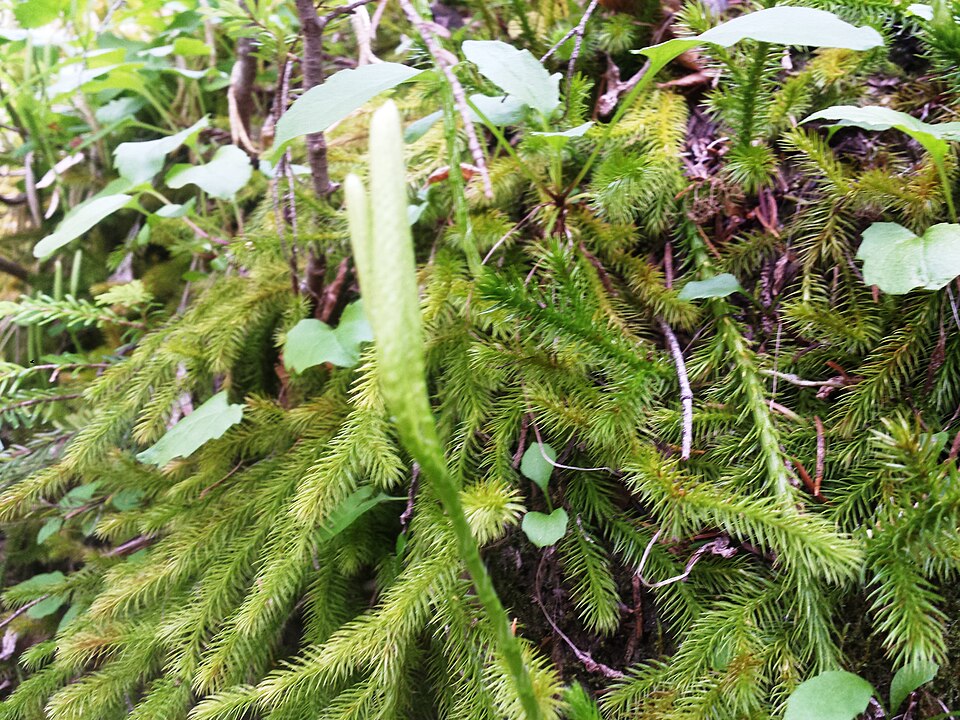 Lycopodium clavatum (stag's-horn clubmoss)
