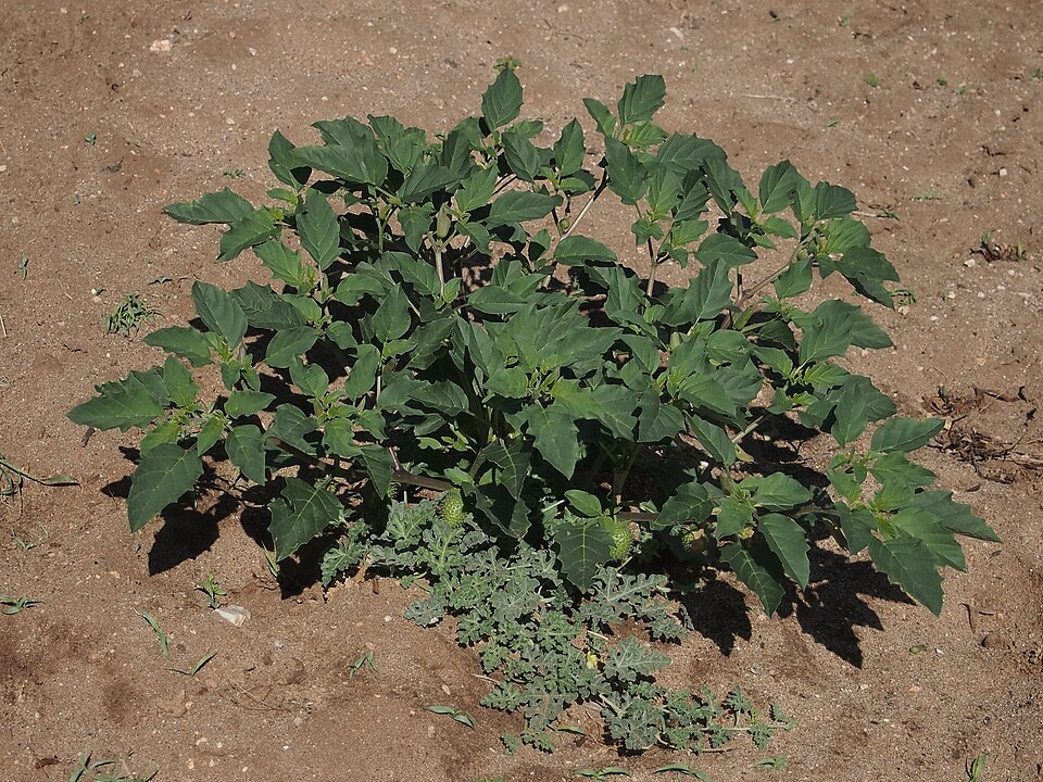 Datura (Devil's Trumpets)