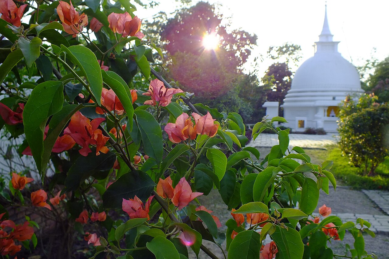 Bougainvillea glabra, Bougainvillea — climbing evergreen (Nyctaginaceae) (image 5 of 10)