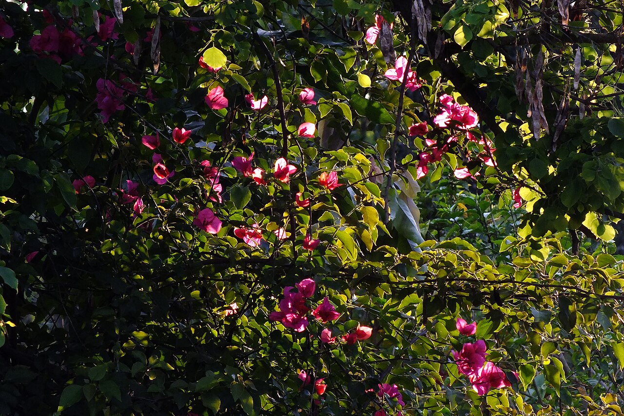 Bougainvillea glabra, Bougainvillea — climbing evergreen (Nyctaginaceae) (image 6 of 10)
