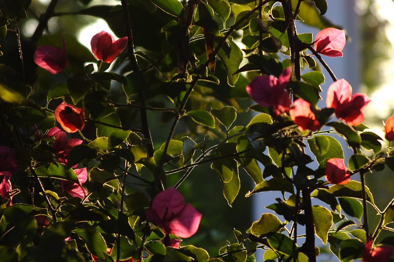 Bougainvillea glabra, Bougainvillea — climbing evergreen (Nyctaginaceae) (image 7 of 10)