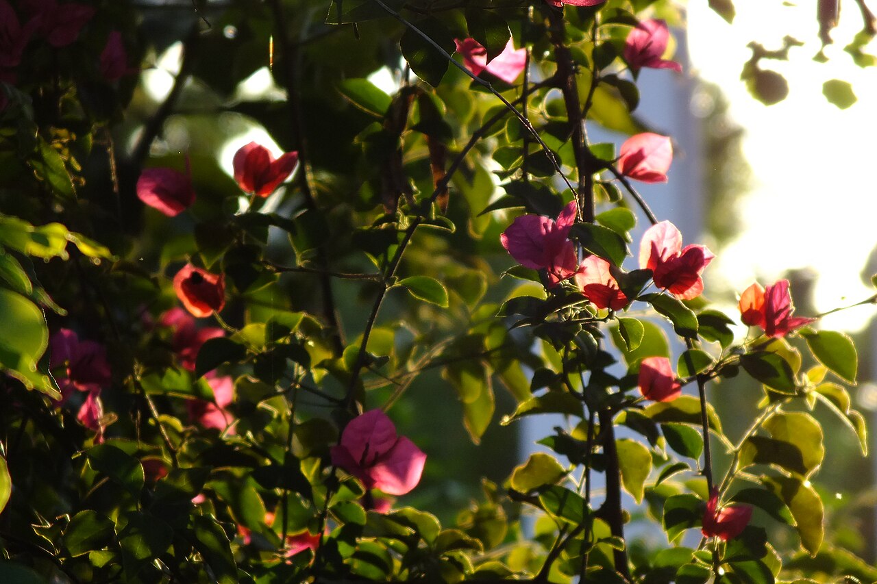 Bougainvillea glabra, Bougainvillea — climbing evergreen (Nyctaginaceae) (image 8 of 10)