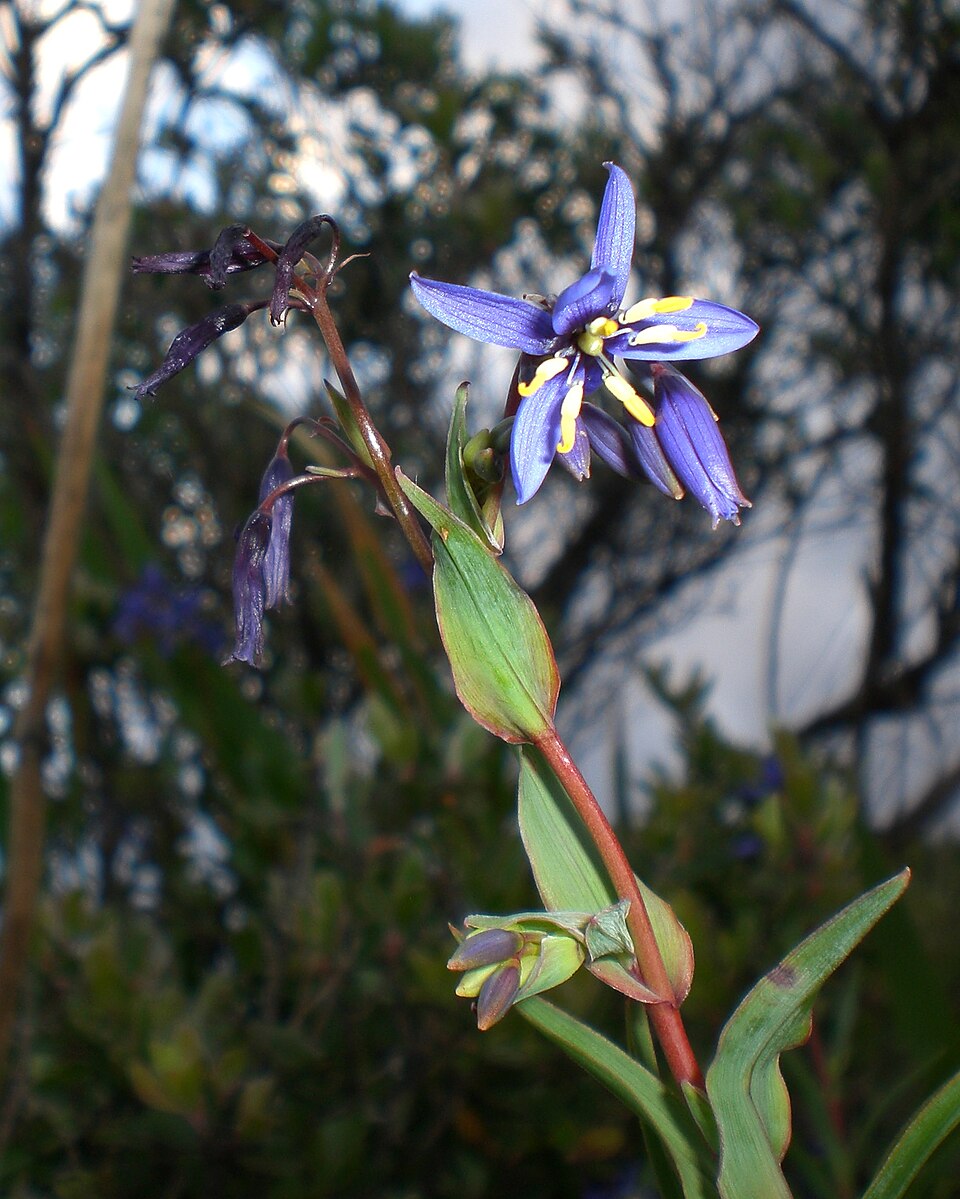 Stypandra glauca (nodding blue lily) (alternate view 6)