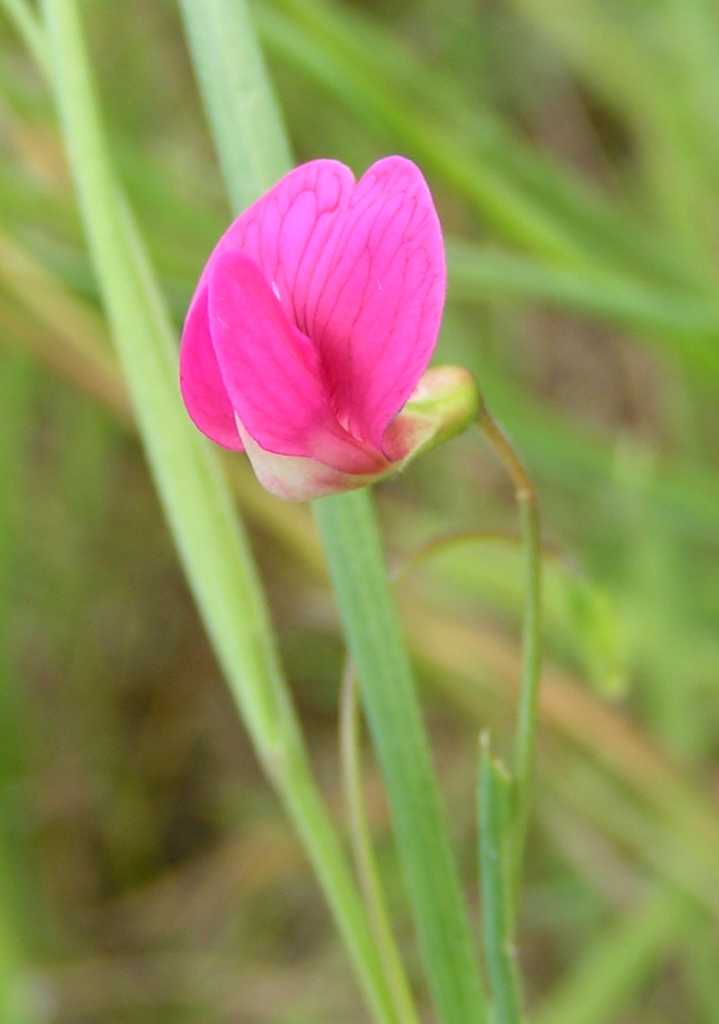 Lathyrus nissolia (Grass Vetchling)