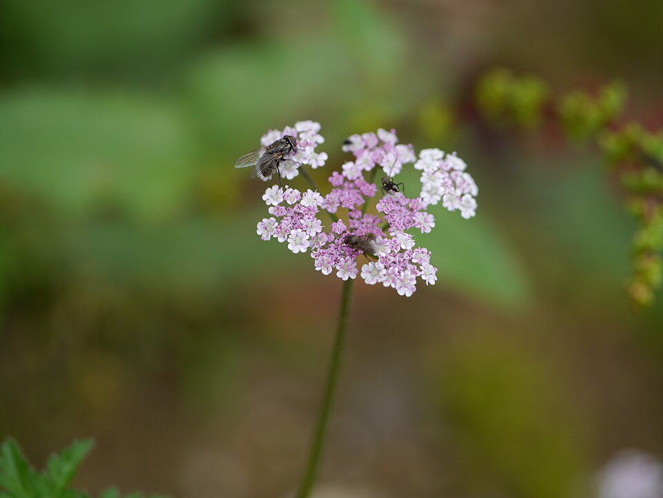 Chaerophyllum (alternate view 5)