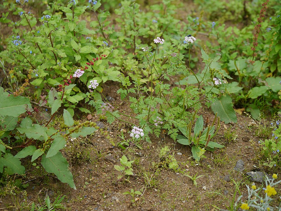 Chaerophyllum (alternate view 6)