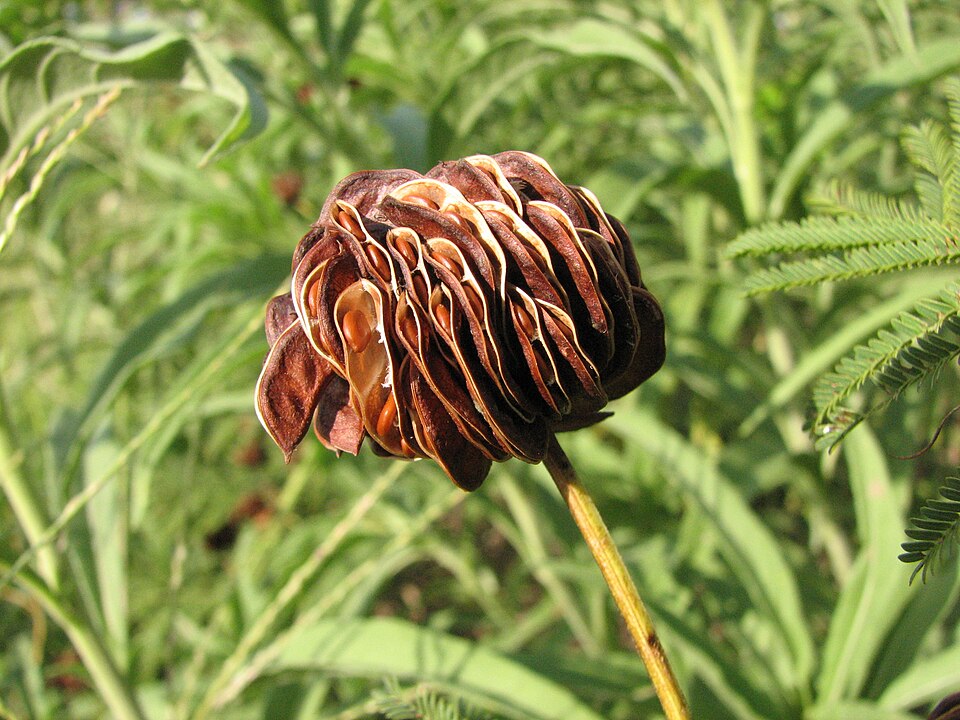 Desmanthus illinoensis (Illinois bundleflower) (alternate view 8)