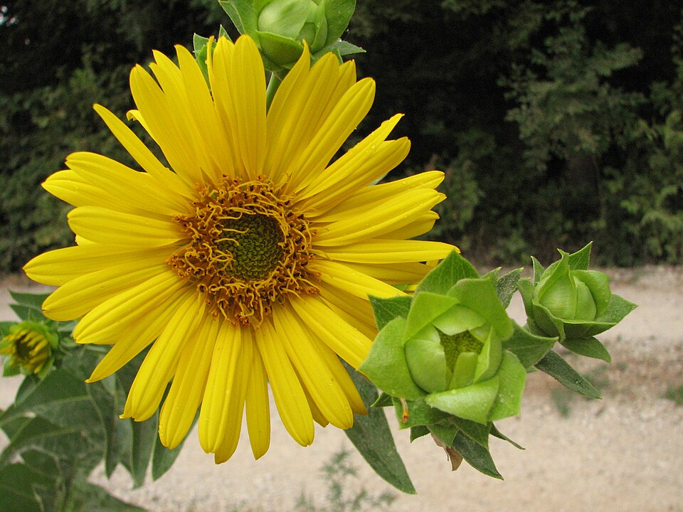 Silphium integrifolium (prairie rosinweed) (alternate view 4)