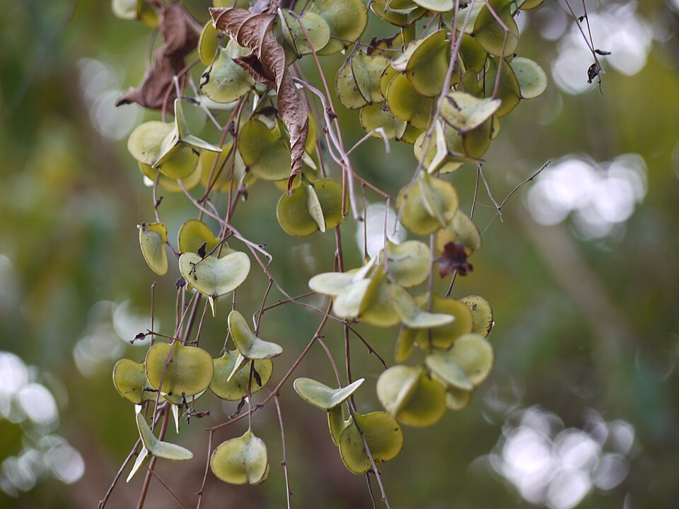 Dioscorea (Cinnamon vines)