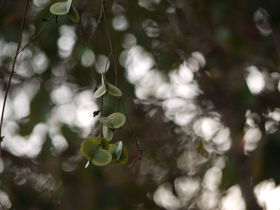 Dioscorea (Cinnamon vines) (alternate view 2)