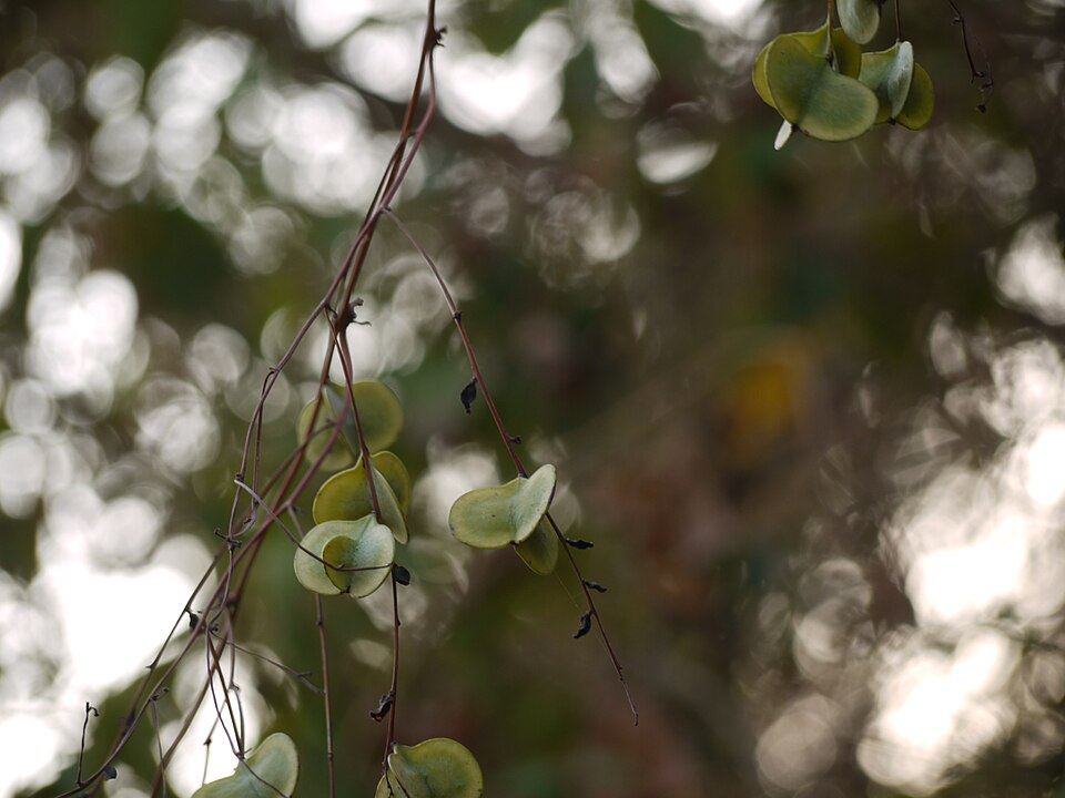 Dioscorea (Cinnamon vines) (alternate view 3)