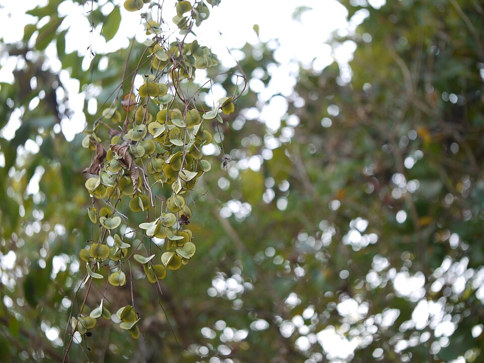 Dioscorea (Cinnamon vines) (alternate view 4)