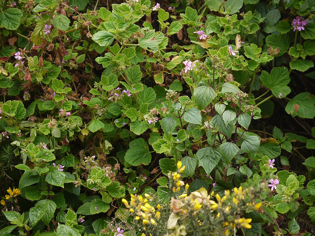 Pelargonium graveolens, Rose geranium — upright evergreen (Geraniaceae) (image 3 of 10)