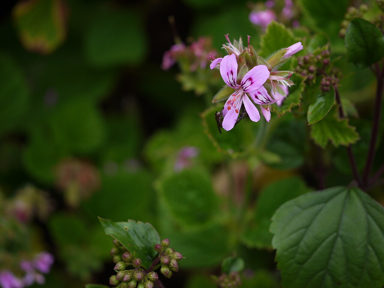 Pelargonium graveolens, Rose geranium — upright evergreen (Geraniaceae) (image 4 of 10)