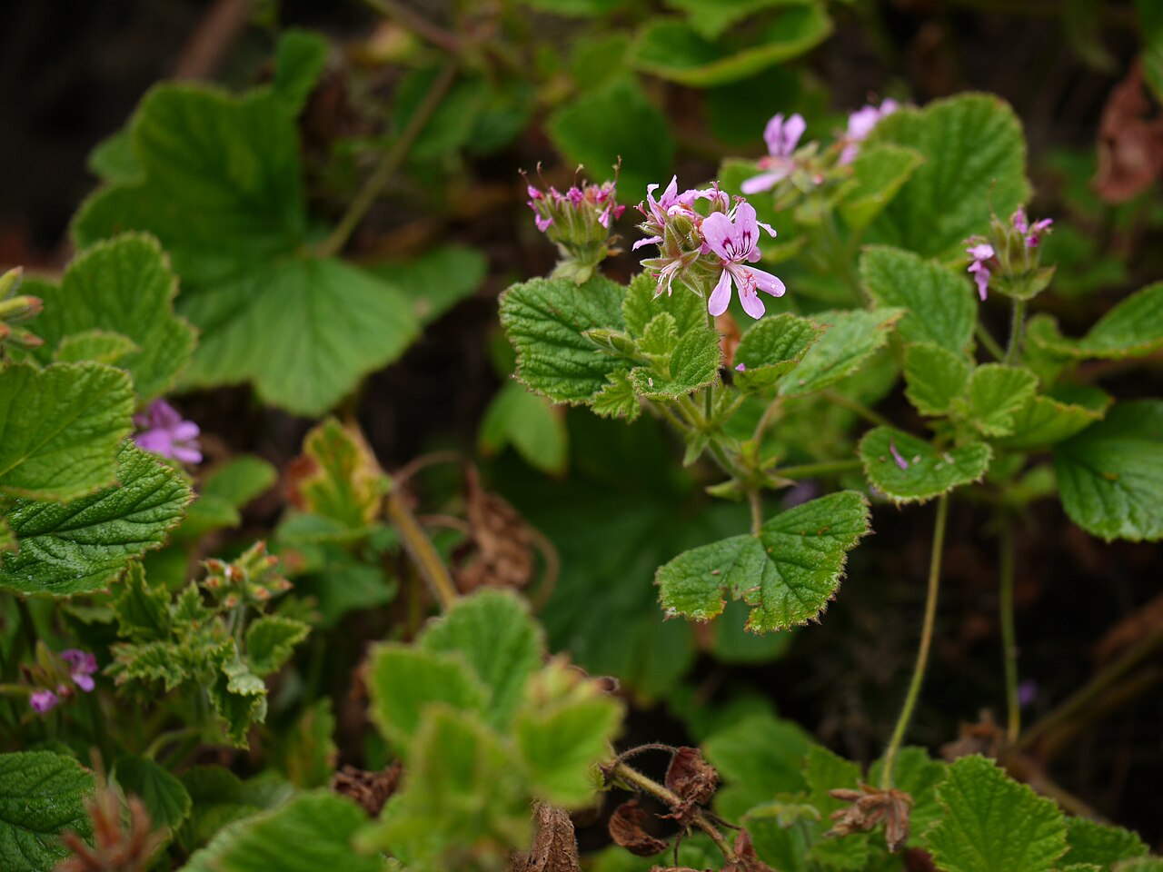 Pelargonium graveolens, Rose geranium — upright evergreen (Geraniaceae) (image 5 of 10)