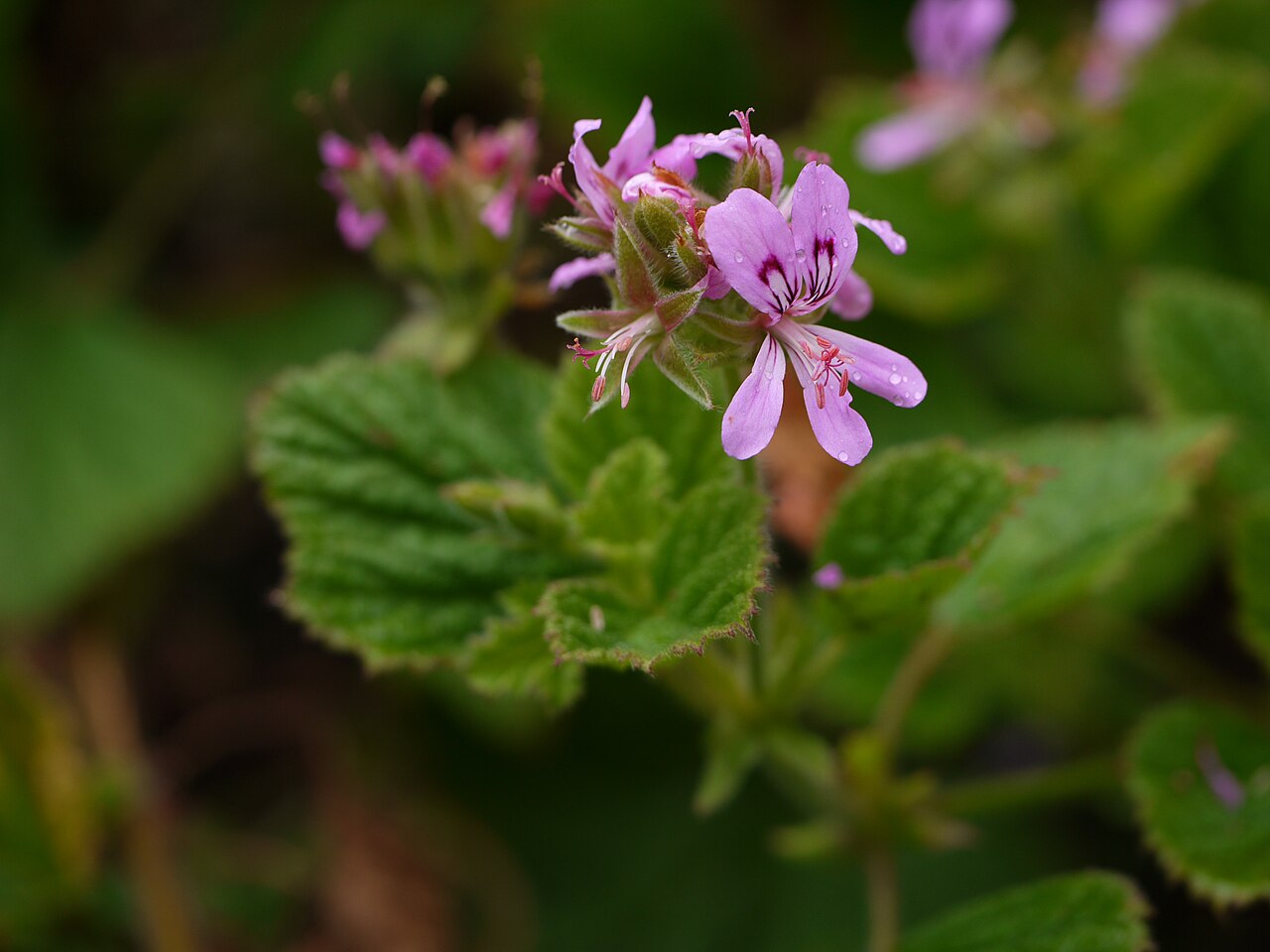 Pelargonium graveolens, Rose geranium — upright evergreen (Geraniaceae) (image 6 of 10)