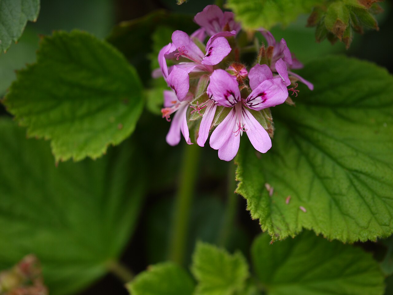 Pelargonium graveolens, Rose geranium — upright evergreen (Geraniaceae) (image 7 of 10)