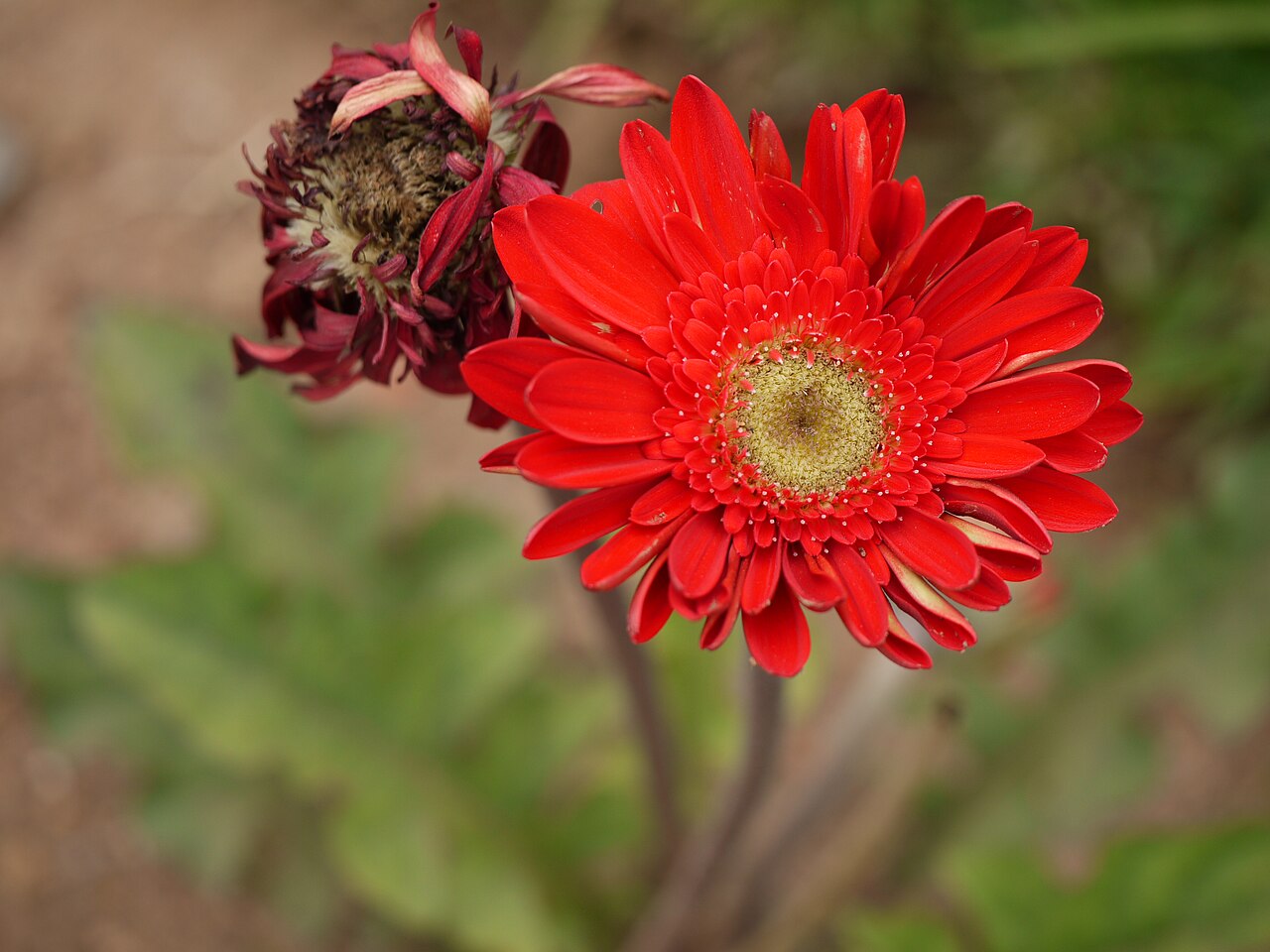 Gerbera jamesonii, Barberton daisy — clumping evergreen (Asteraceae) (image 8 of 10)