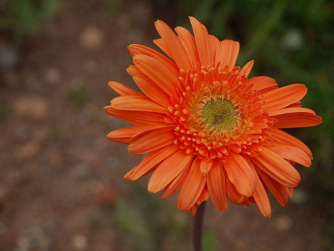 Gerbera jamesonii, Barberton daisy — clumping evergreen (Asteraceae) (image 9 of 10)