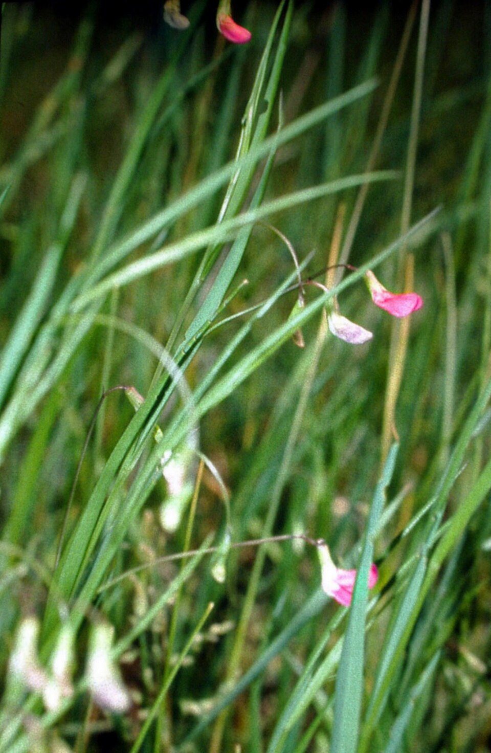 Lathyrus nissolia (Grass Vetchling)