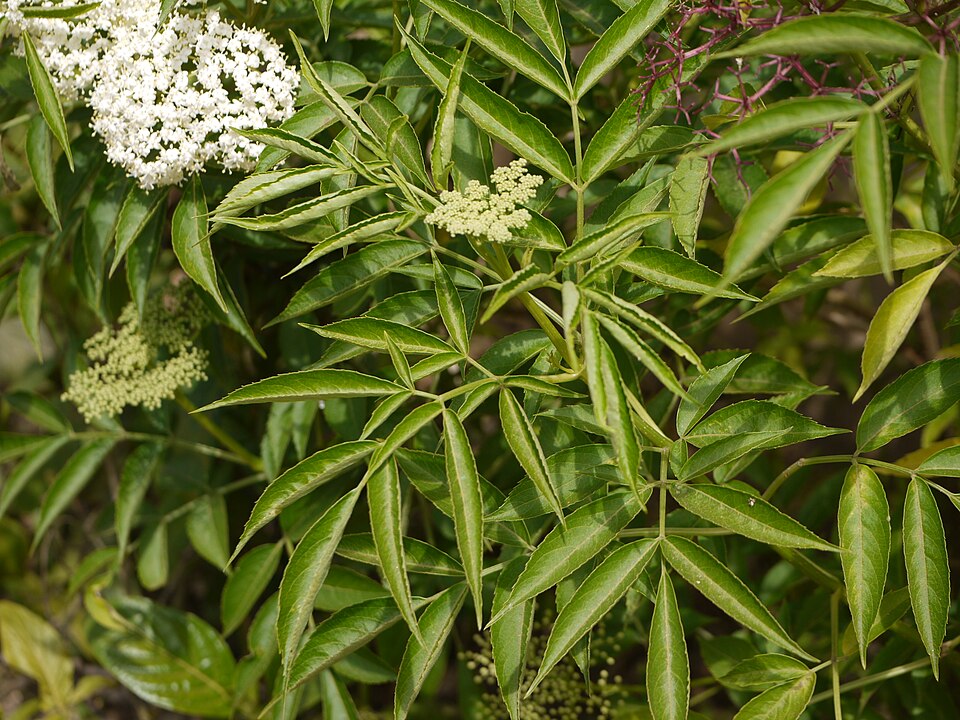 Sambucus canadensis (American black elderberry)