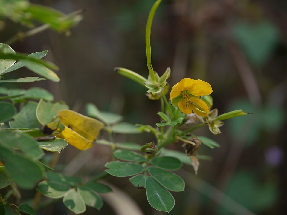 Senna obtusifolia (American Sicklepod) (alternate view 10)