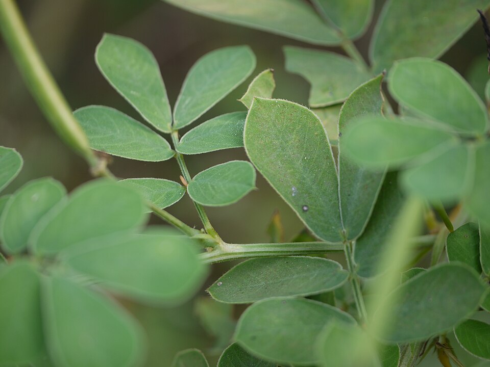 Senna obtusifolia (American Sicklepod) (alternate view 11)
