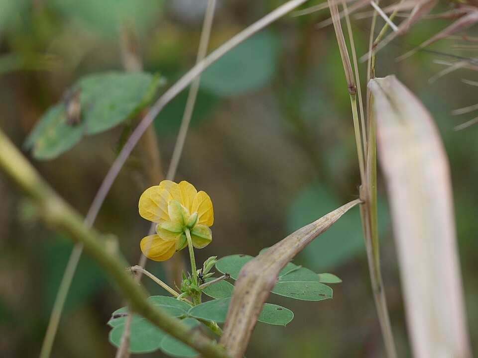 Senna obtusifolia (American Sicklepod) (alternate view 12)