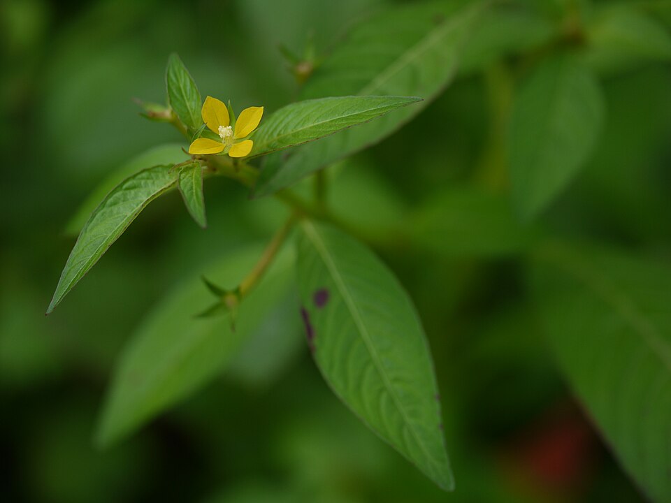Ludwigia octovalvis (Mexican Primrose-willow) (alternate view 9)