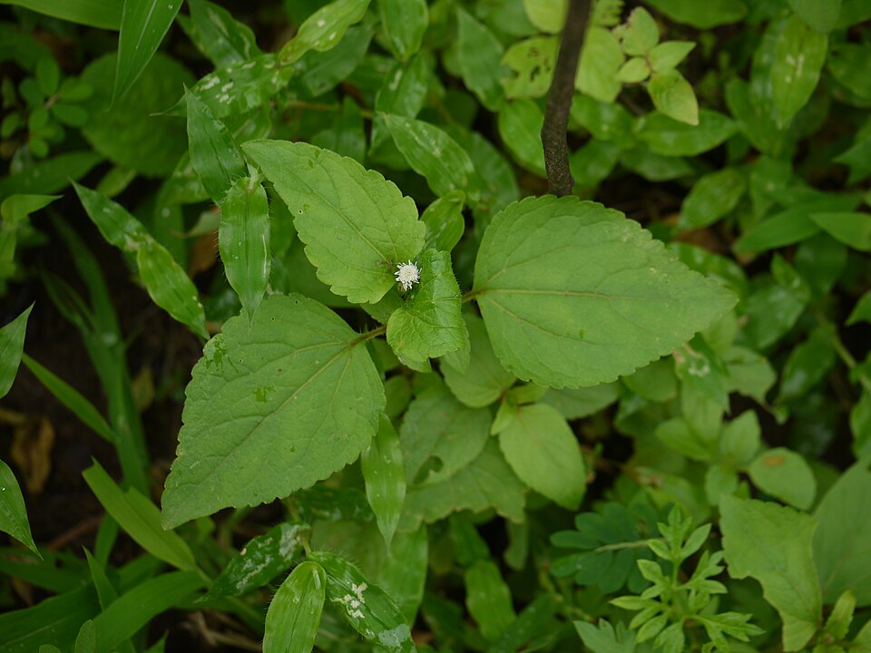 Chromolaena odorata (Siam weed) (alternate view 4)