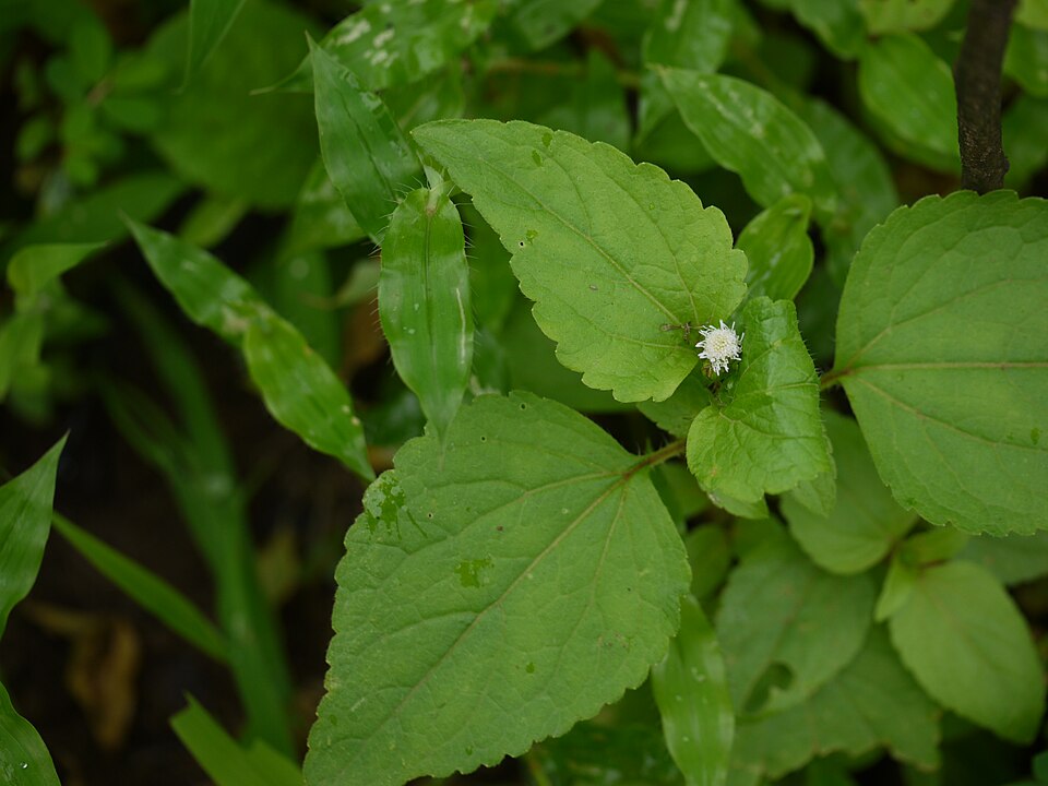 Chromolaena odorata (Siam weed) (alternate view 5)