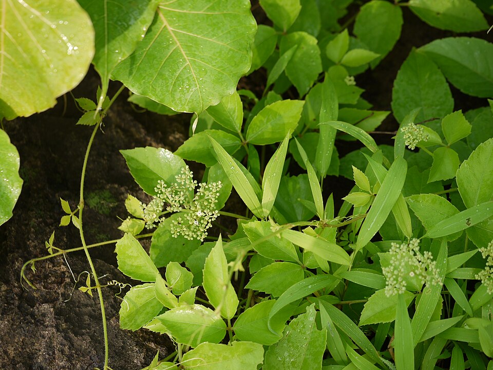 Cissus trifoliata (sorrelvine) (alternate view 6)