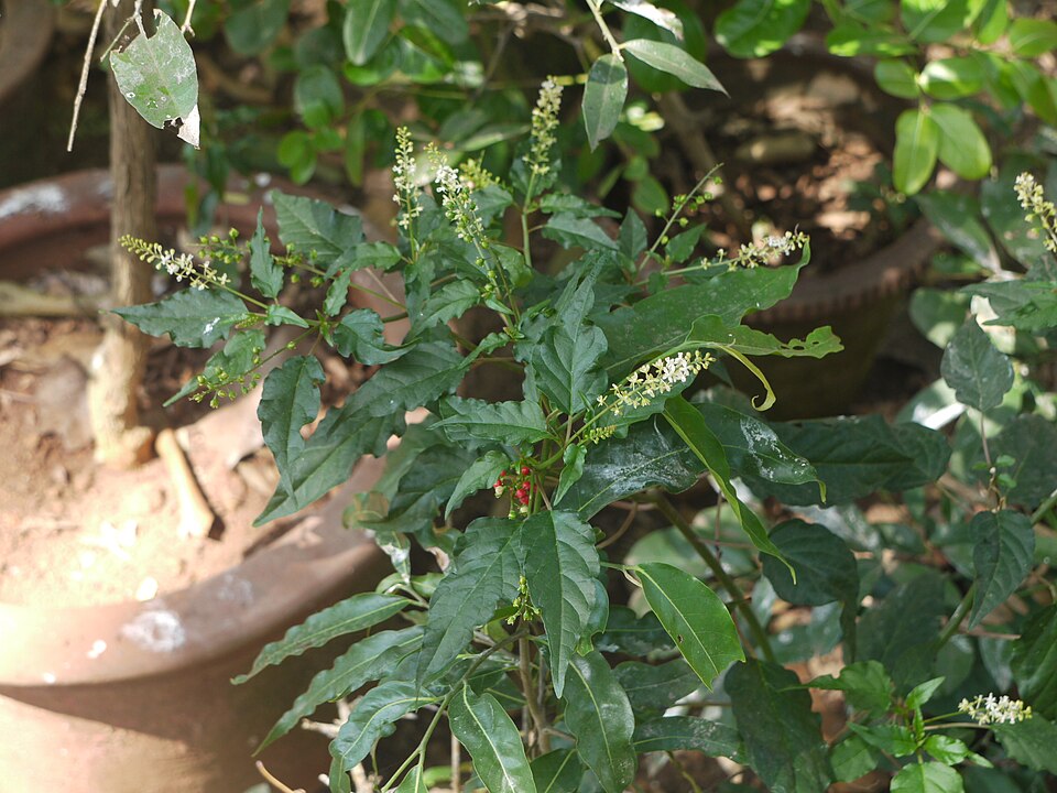 Rivina humilis (pigeonberry)