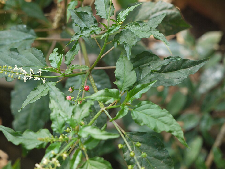 Rivina humilis (pigeonberry)