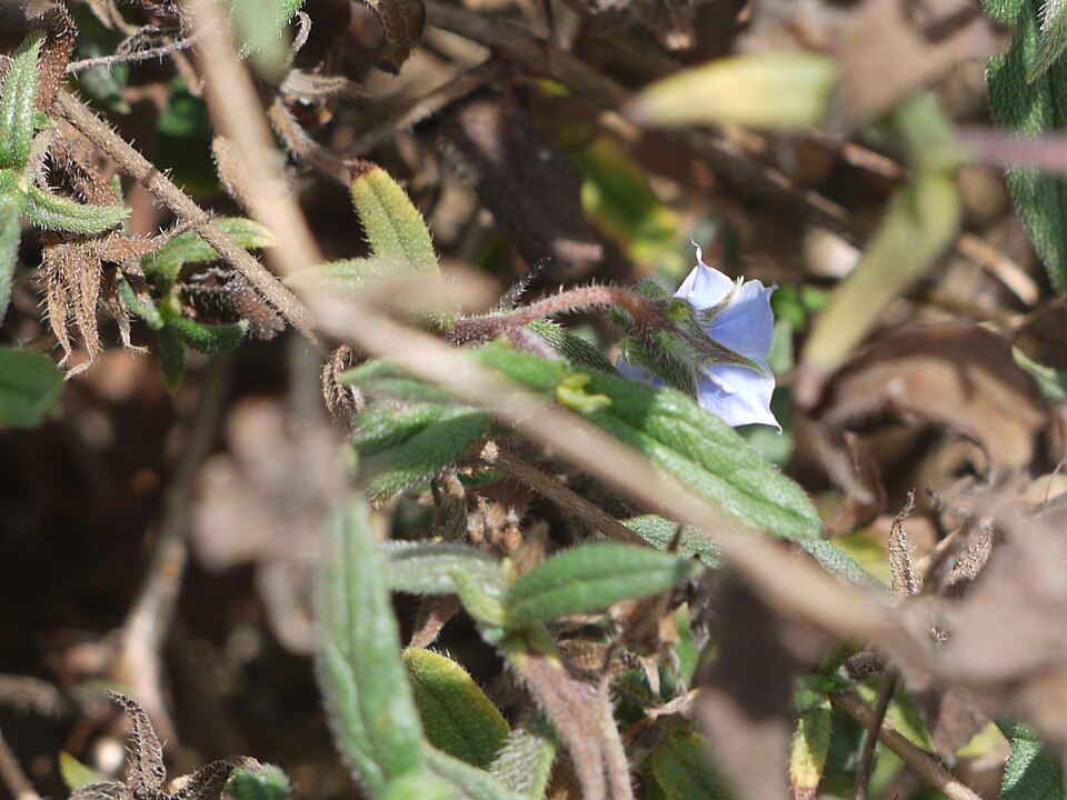 Trichodesma zeylanicum (camel bush) (alternate view 10)