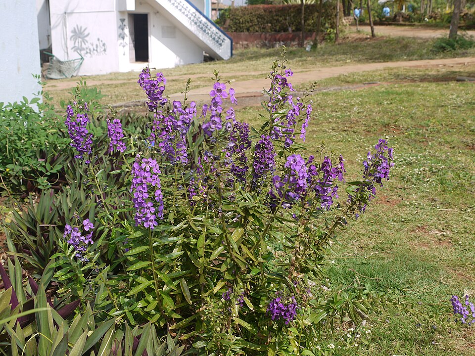 Angelonia angustifolia (Summer Snapdragon) (alternate view 9)