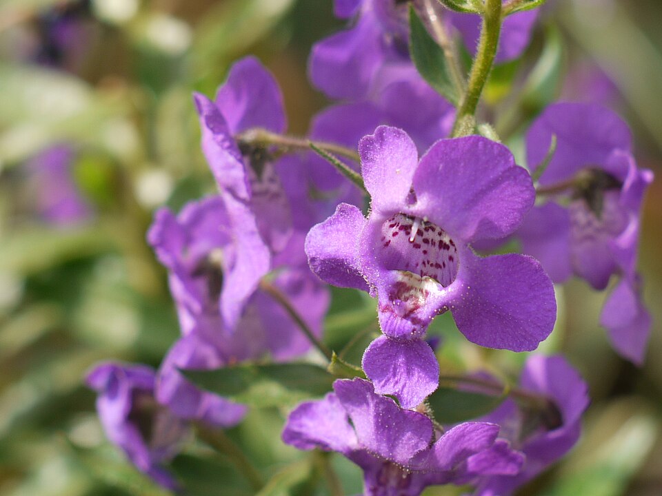Angelonia angustifolia (Summer Snapdragon) (alternate view 10)