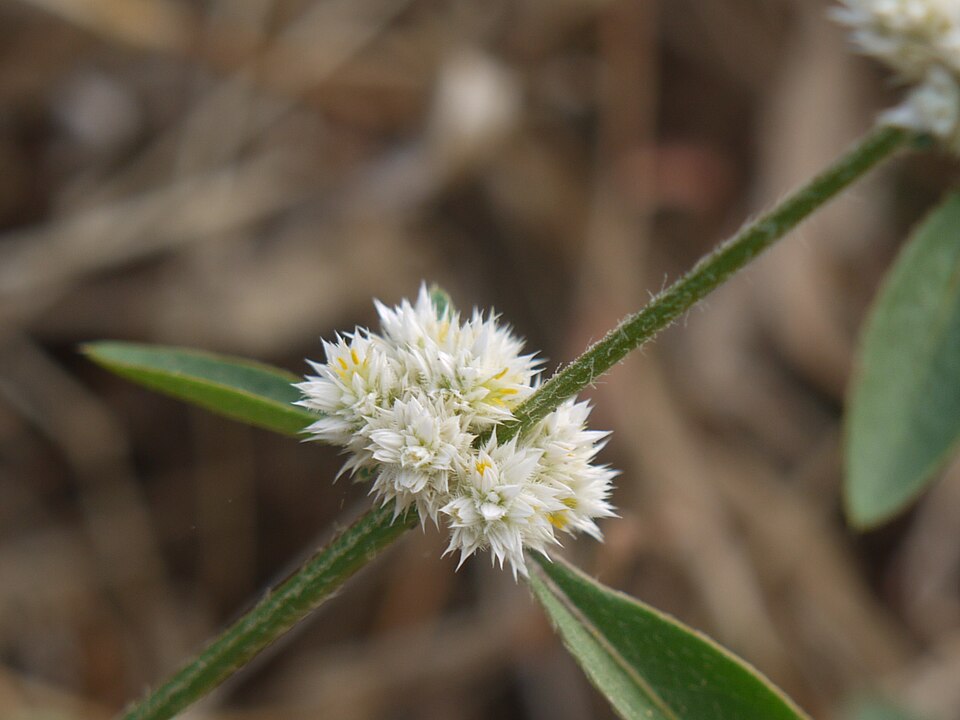 Alternanthera ficoidea (Joseph's Coat) (alternate view 9)