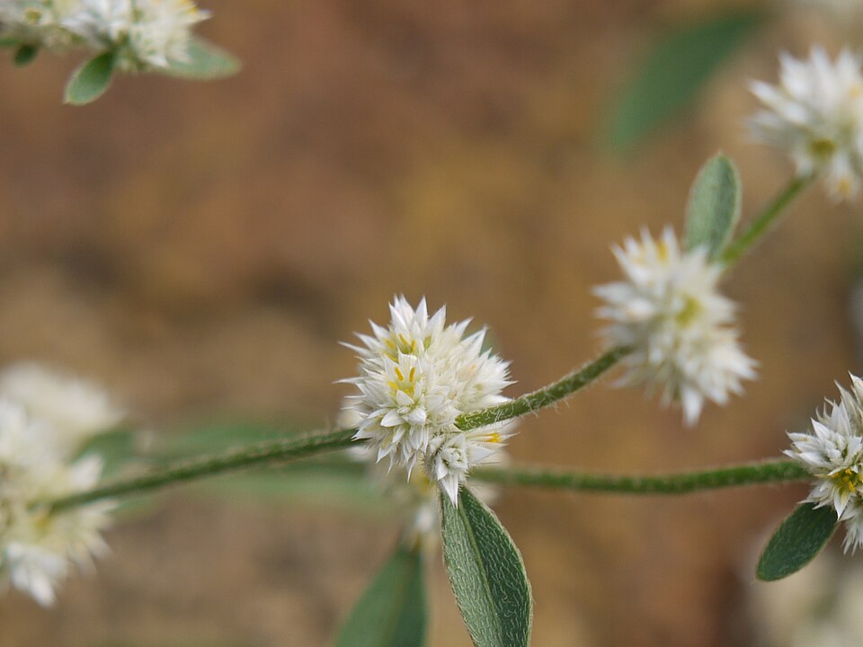 Alternanthera ficoidea (Joseph's Coat) (alternate view 10)