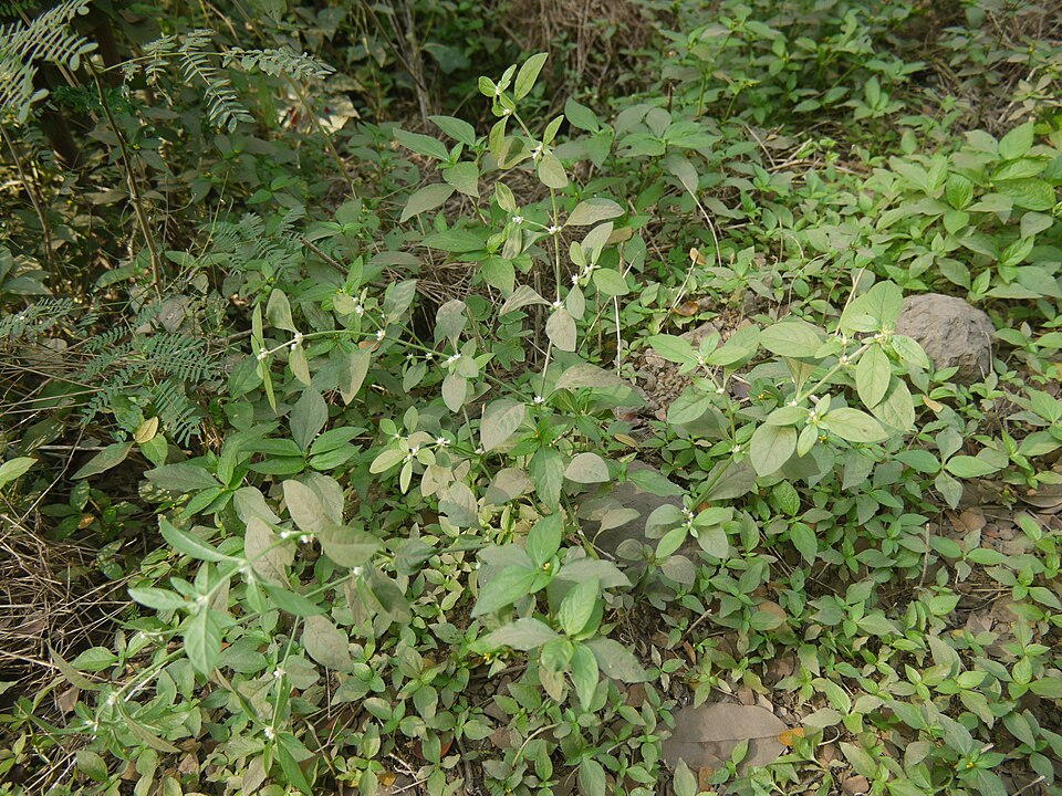 Alternanthera ficoidea (Joseph's Coat) (alternate view 11)