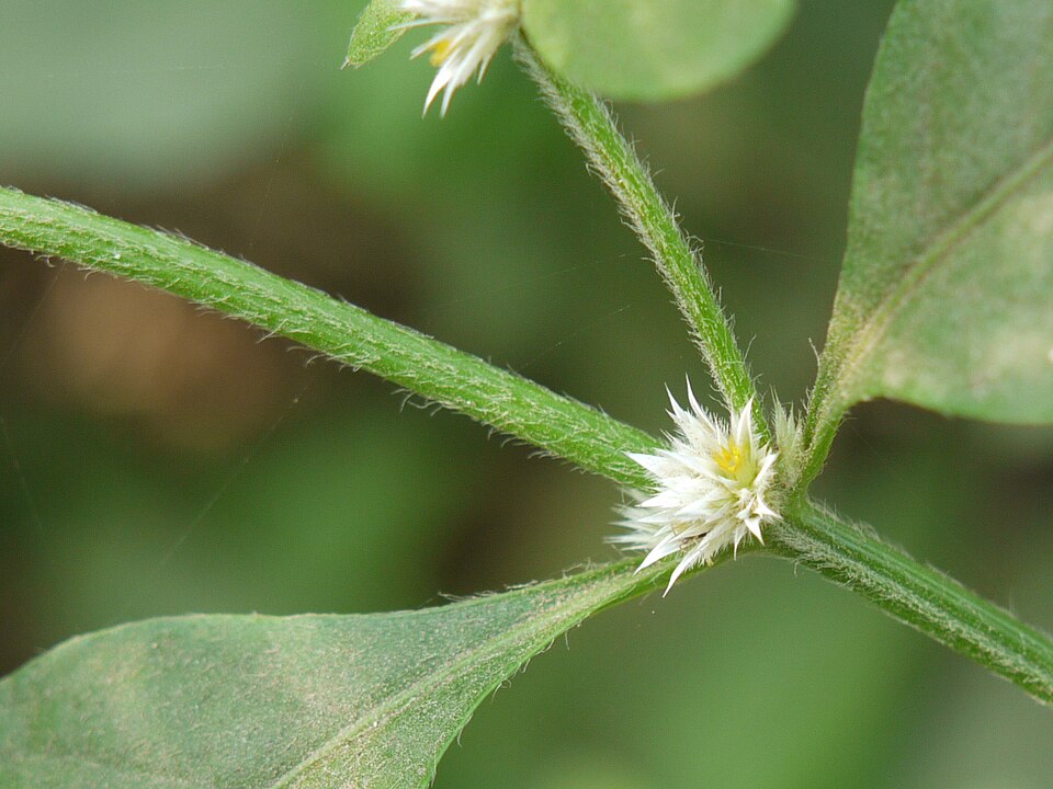 Alternanthera ficoidea (Joseph's Coat) (alternate view 12)